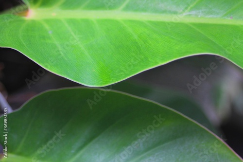 Green Leaf