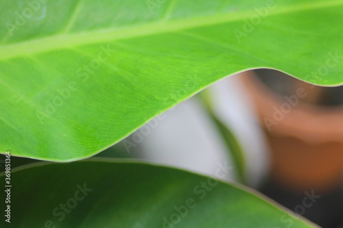 Green Leaf