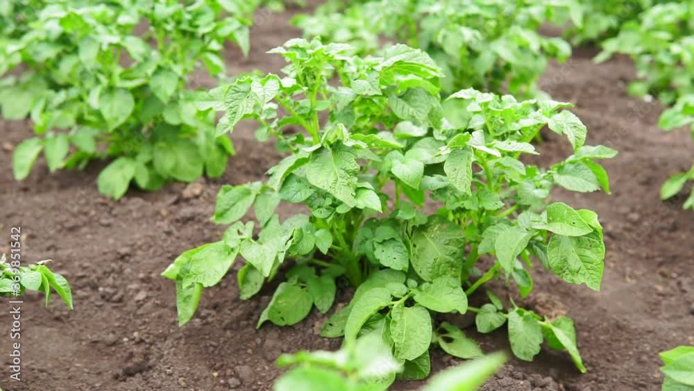 Growing potatoes, shoots in a row. green potatoes grow in the field. growing vegetables, selective focus. Growing potatoes, shoots in a row. green potatoes grow in the field. growing vegetables, selective focus.
