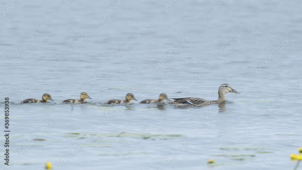 Duck mother with few small fluffy ducklings in calm water Duck mother with few small fluffy ducklings in calm water