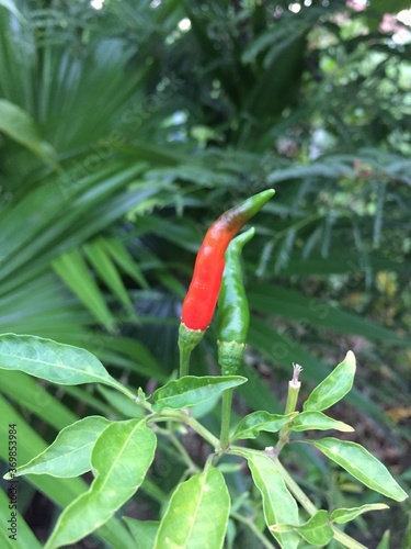 Thai chili have a spicy flavor and can be used any dishes