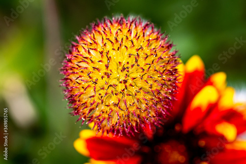 Red and Yellow Indian Blanket Flower Macro Buds in the Sunshine Garden