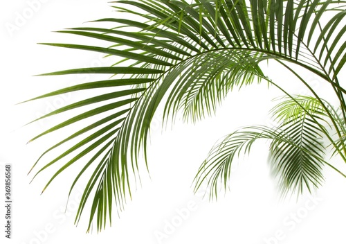 Coconut palm leaves © BillionPhotos.com