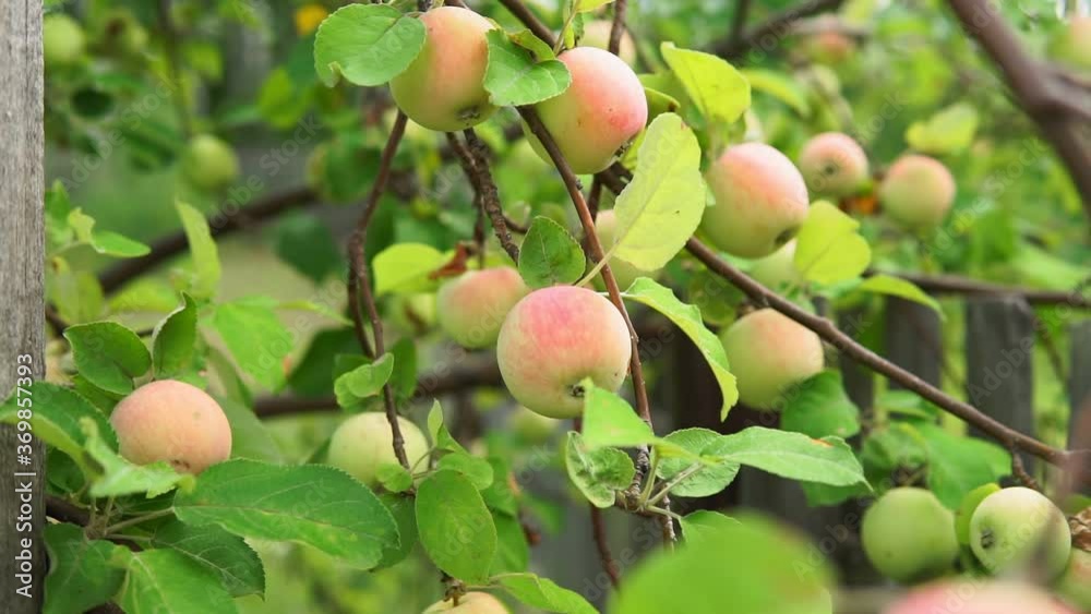 Organic apples hanging from a tree branch in an Apple orchard. the harvest is ripe and organic fruits