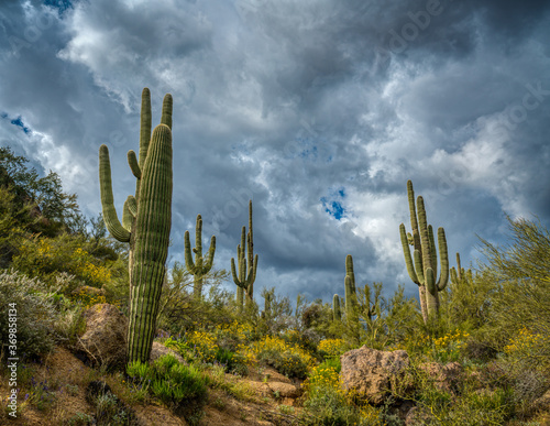 Cactus in desert with Stormy Skies