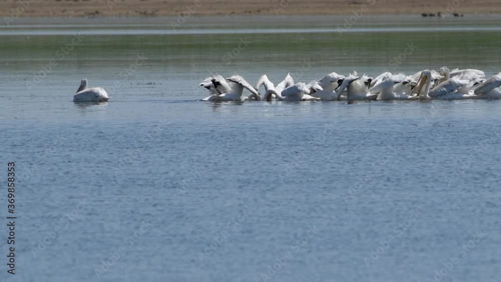 American White Pelicans feed on small fish at Maxwell National Wildlife Refuge.