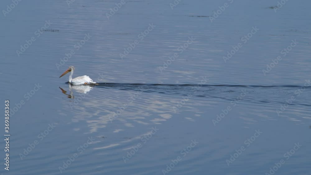 American white pelicans float close together while feeding on fish at Maxwell National Wildlife Refuge in the US.