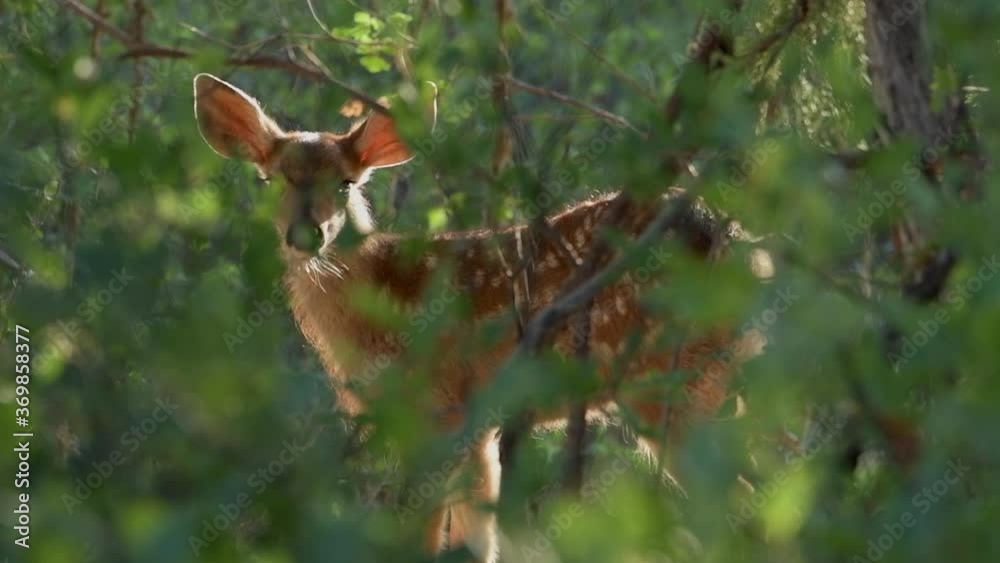 A young fawn mule deer in the forest foliage stands still in the freeze response. The baby deer stares at camera then turns and sneaks away. A young fawn mule deer in the forest foliage stands still in the freeze response. The baby deer stares at camera then turns and sneaks away.