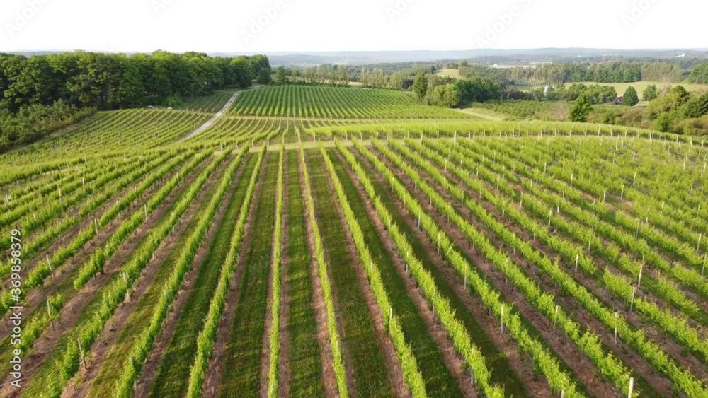 Vineyard in Leelanau County, Traverse City Michigan Vineyard in Leelanau County, Traverse City Michigan