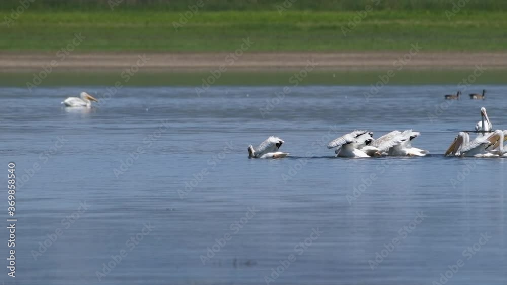 American White pelicans float around together while feeding on aquatic creatures in Lake 13 at Maxwell National Wildlife Refuge in the United States. American White pelicans float around together while feeding on aquatic creatures in Lake 13 at Maxwell National Wildlife Refuge in the United States.