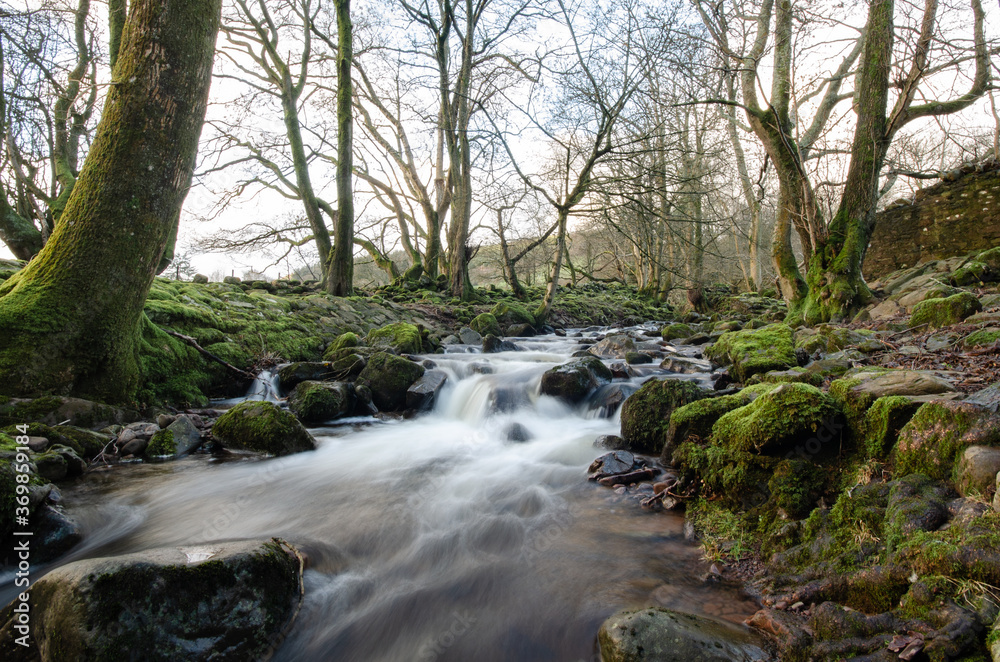 Stream in Forest Stream in Forest
