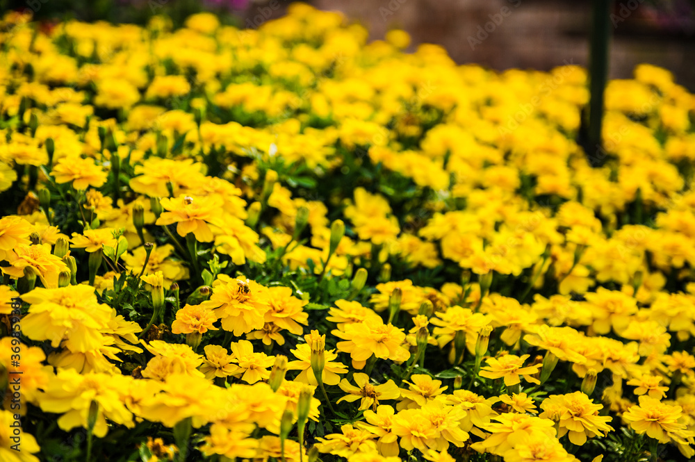 Obraz premium yellow flowers background