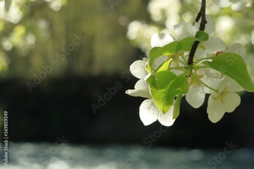 blossoming tree against a background of a mountain river. White flowers. photo