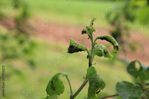 Black aphids infestation on green apple leaves in the orchard on springtime
