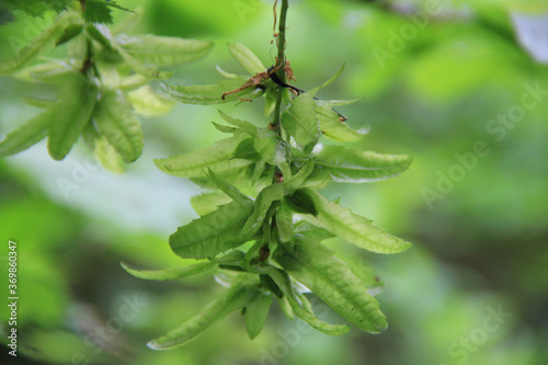 Close-up of European or common Hornbeam with young fresh green fruits. Carpinus betulus  © saratm