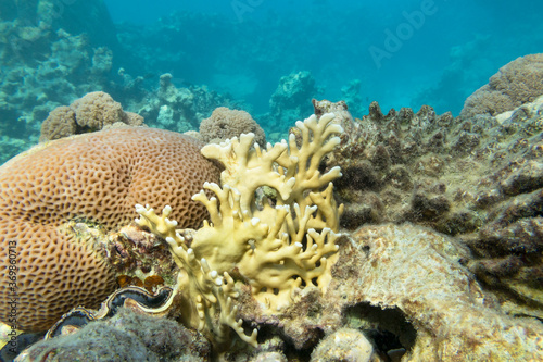 Fototapeta Naklejka Na Ścianę i Meble -  Colorful coral reef at the bottom of tropical sea, yellow fire coral, underwater landscape