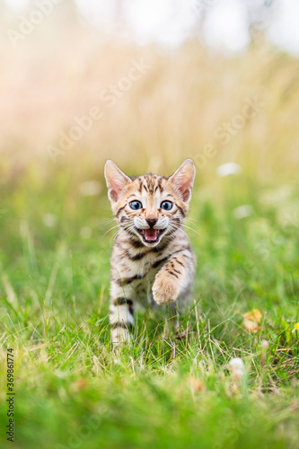 Bengal kitten outdoors in the grass