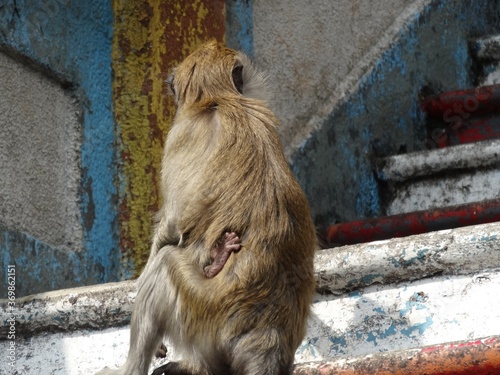 野生の猿の親子、マレーシア・バトゥケーブ/Wild monkey baby cling to mother photo