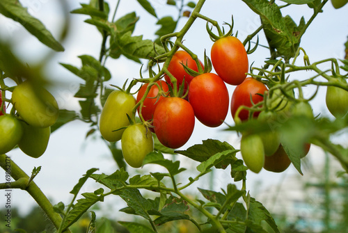 家庭菜園ですくすく育つミニトマト「アイコ」