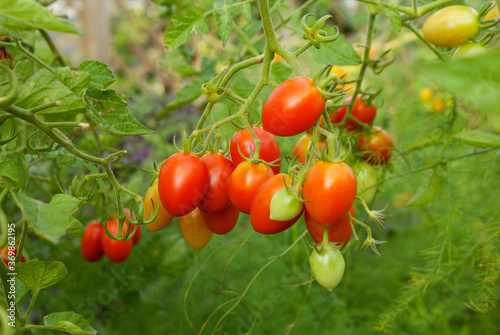 家庭菜園ですくすく育つミニトマト「アイコ」