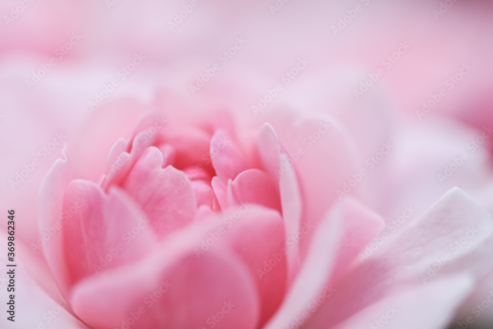 Soft focus, abstract floral background, pink rose flower. Macro flowers backdrop for holiday brand design