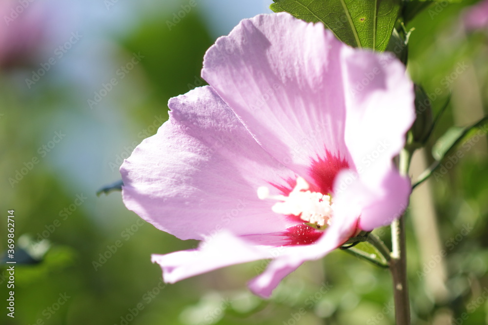 pink hibiscus in natural lighting pink hibiscus in natural lighting