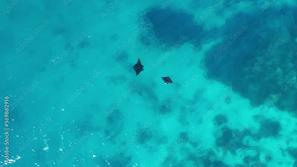 Two Fiji Reef Manta Rays swimming at surface in tropical blue water, aerial shot Two Fiji Reef Manta Rays swimming at surface in tropical blue water, aerial shot