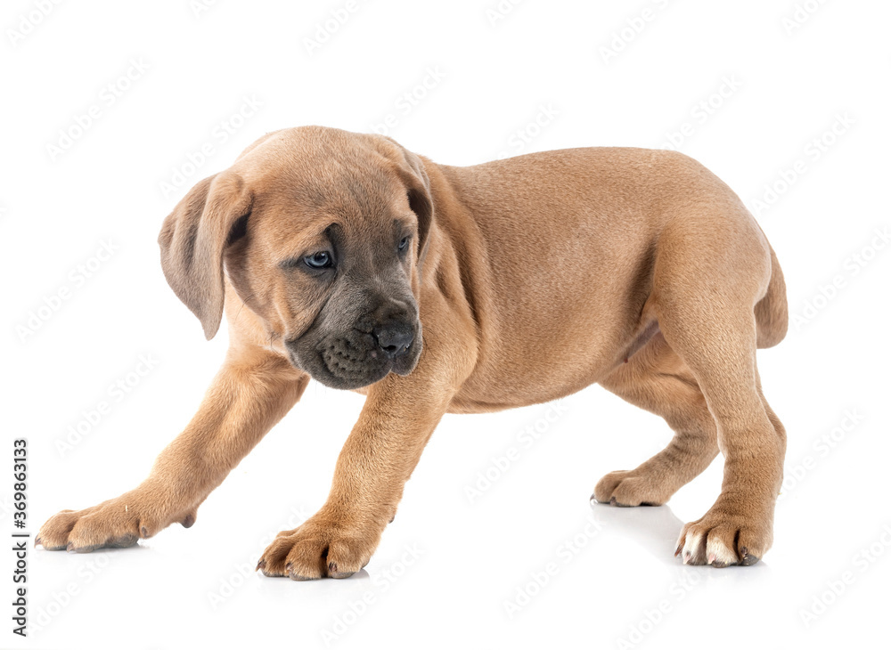 puppy cane corso