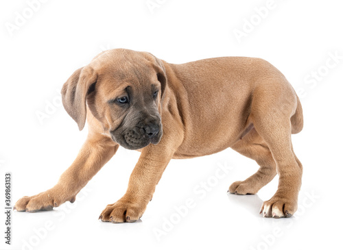 puppy cane corso