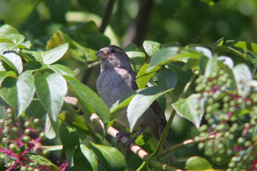 sparrow inside a tree in natural light sparrow inside a tree in natural light