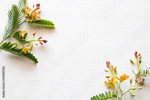 background texture nature tamarind flower and leaf herbal plant arrangement flat lay style on white 