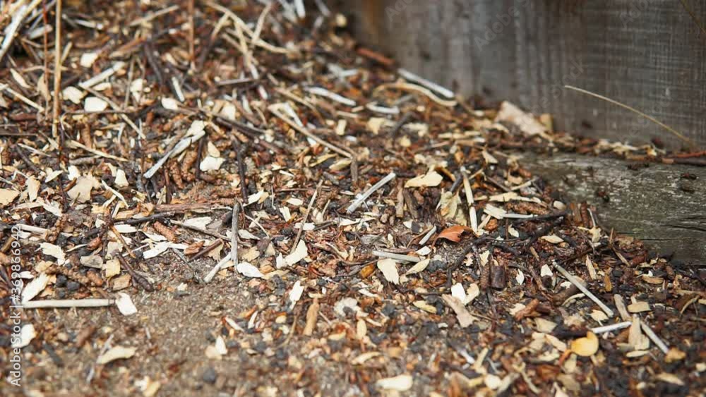 Big anthill in the woods. Big anthill with colony of ants in summer forest. Ants on the anthill in the woods close up Big anthill in the woods. Big anthill with colony of ants in summer forest. Ants on the anthill in the woods close up