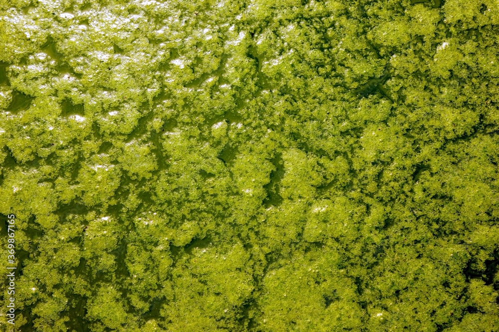 Patterns of green algae on the water. Green water. View from above. Algae. Background. Texture. Abstraction. Copy space.