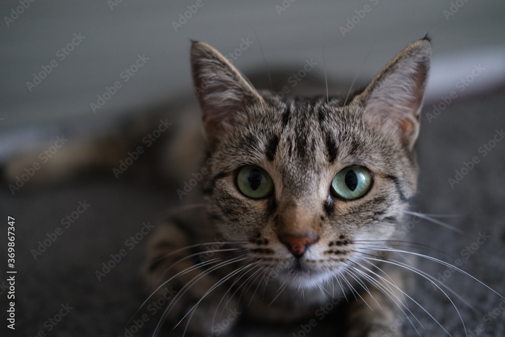 close up portrait of a cat