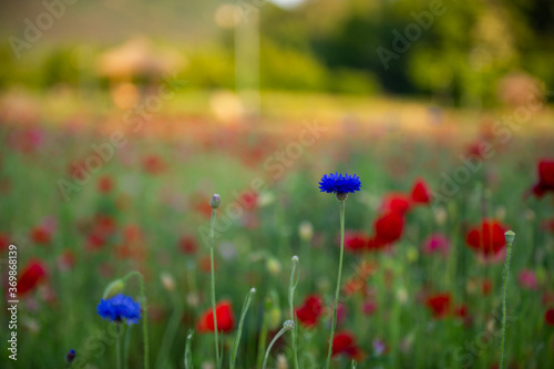 blue flowers in the red flower garden