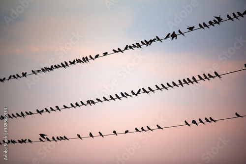 A flock of Baya Weaver birds sitting on an electric power wire line in Ameenpur Lake,Hyderabad,India. photo