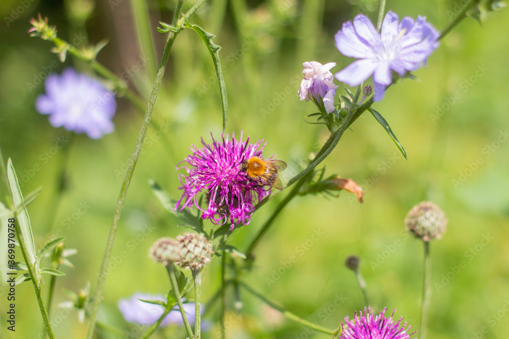 Bee on echinops.A bee collects nectar from meadow flowers Bee on echinops.A bee collects nectar from meadow flowers