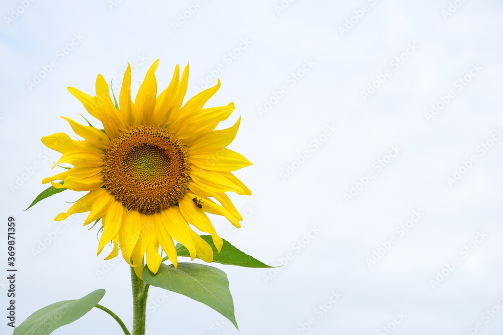 Einzelne wunderschöne Sonnenblume isoliert vor blauen Himmel mit weißen Wolken Einzelne wunderschöne Sonnenblume isoliert vor blauen Himmel mit weißen Wolken