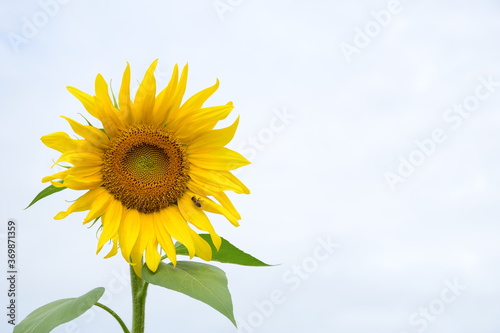 Einzelne wundersch  ne Sonnenblume isoliert vor blauen Himmel mit wei  en Wolken 