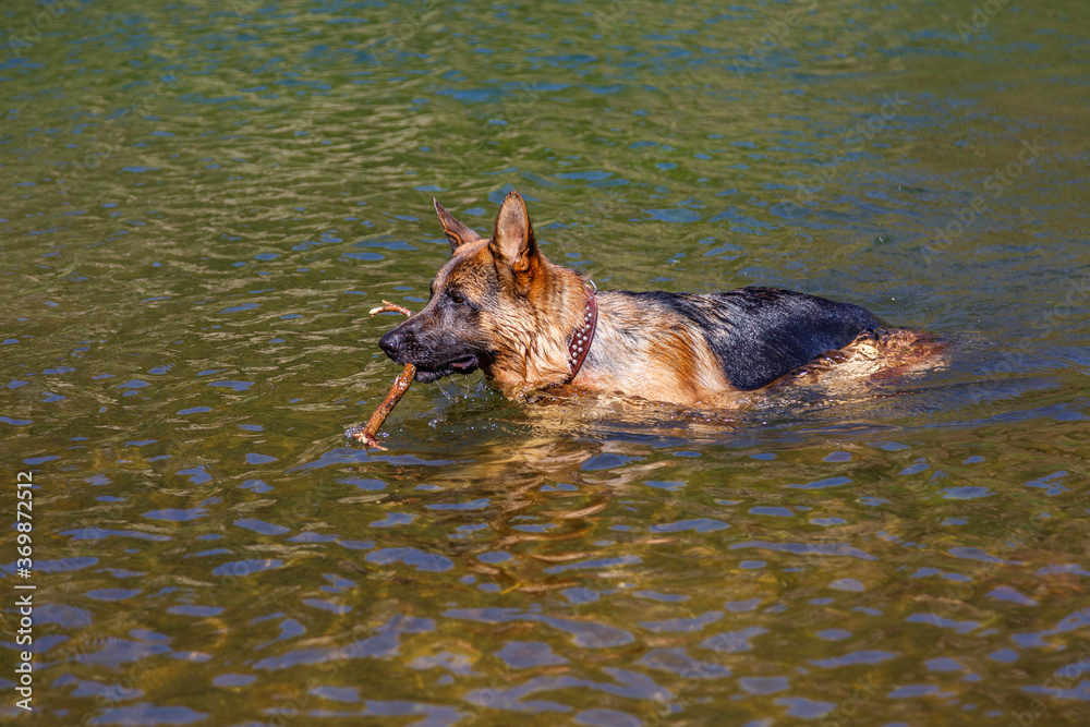 German Shepherd breed dog playing in the water with a wooden stick. German Shepherd breed dog playing in the water with a wooden stick.