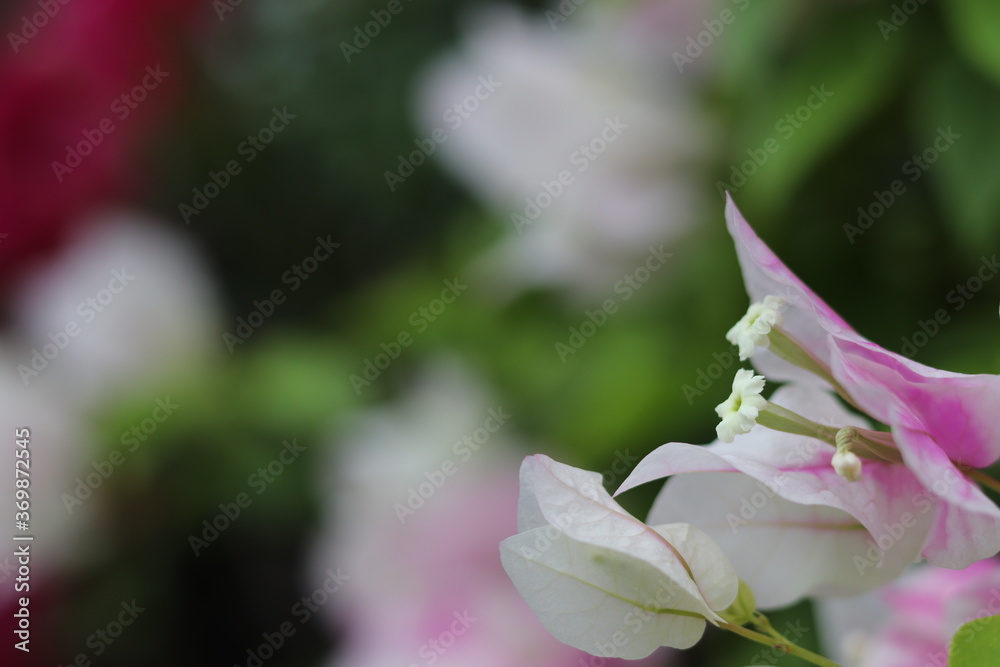 Fototapeta premium pink rose flower