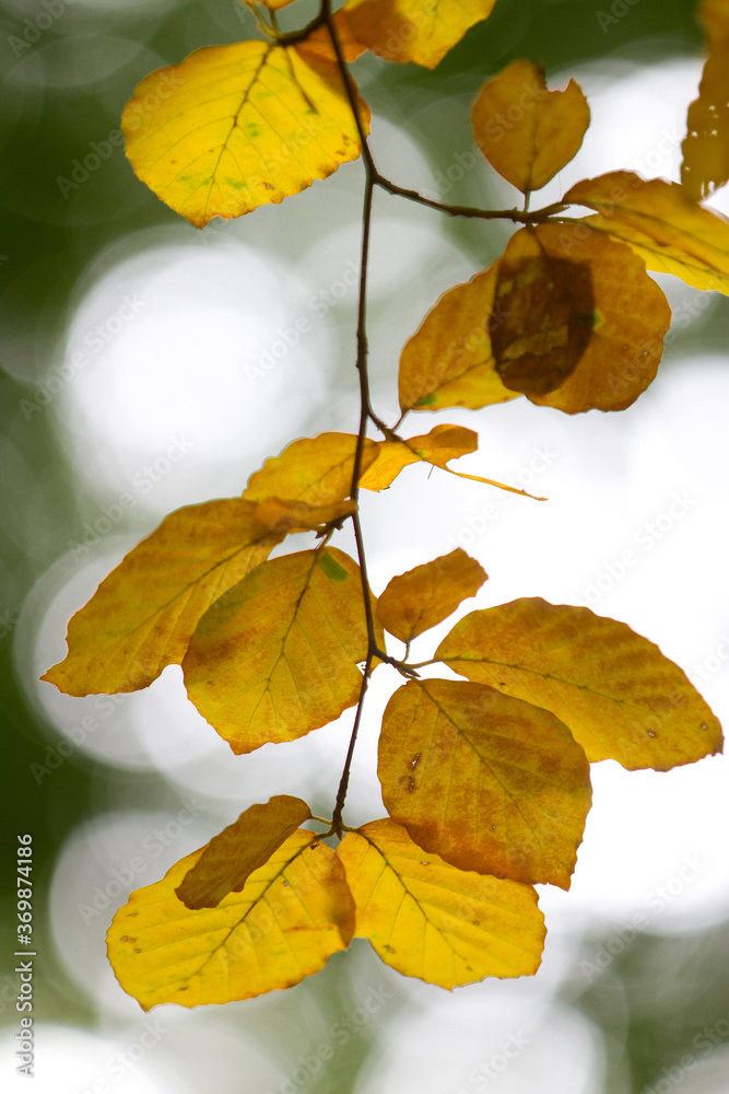 Autumn leaves close up in denmark Scandinavia Autumn leaves close up in denmark Scandinavia