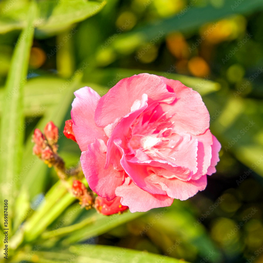 Obraz premium vibrant pink oleander flowers close up in the garden