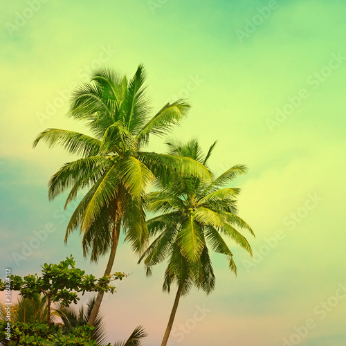 Toned tropical palm trees on sunny fantastic sky. Effect of filter and toning.