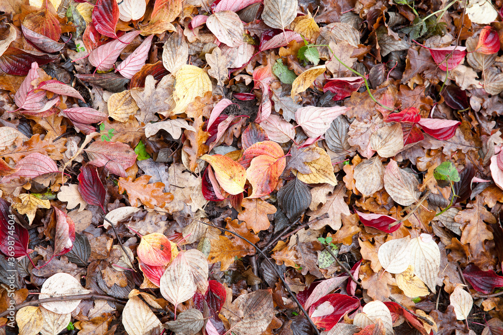 Autumn leaves close up in denmark Scandinavia