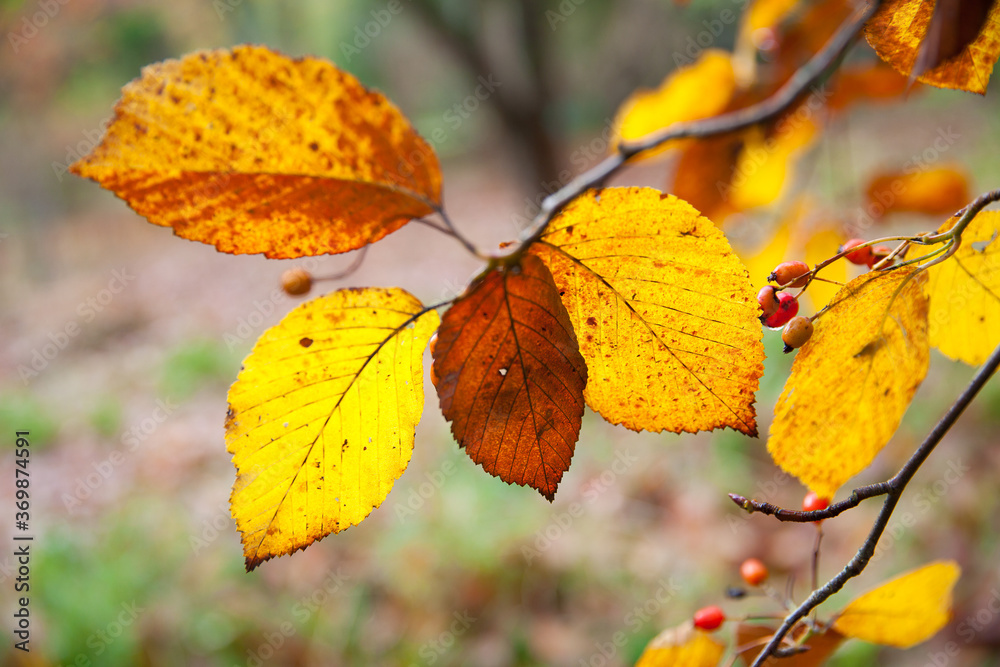 Autumn leaves close up in denmark Scandinavia Autumn leaves close up in denmark Scandinavia