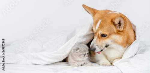Adult Pembroke welsh corgi dog sniffs at baby kitten under a warm blanket on a bed at home. Empty space for text
