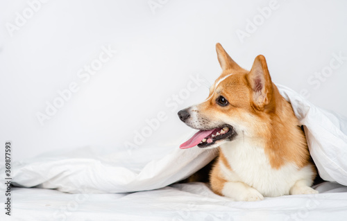 Pembroke welsh corgi dog lies under white blanket at home