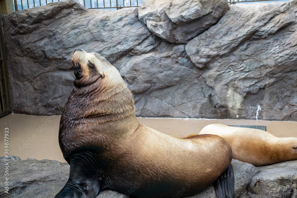 Obraz premium トド