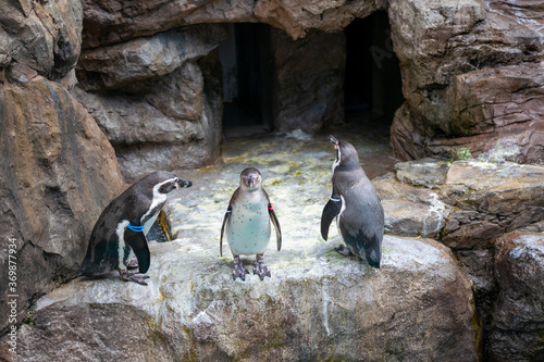 水族館のペンギン